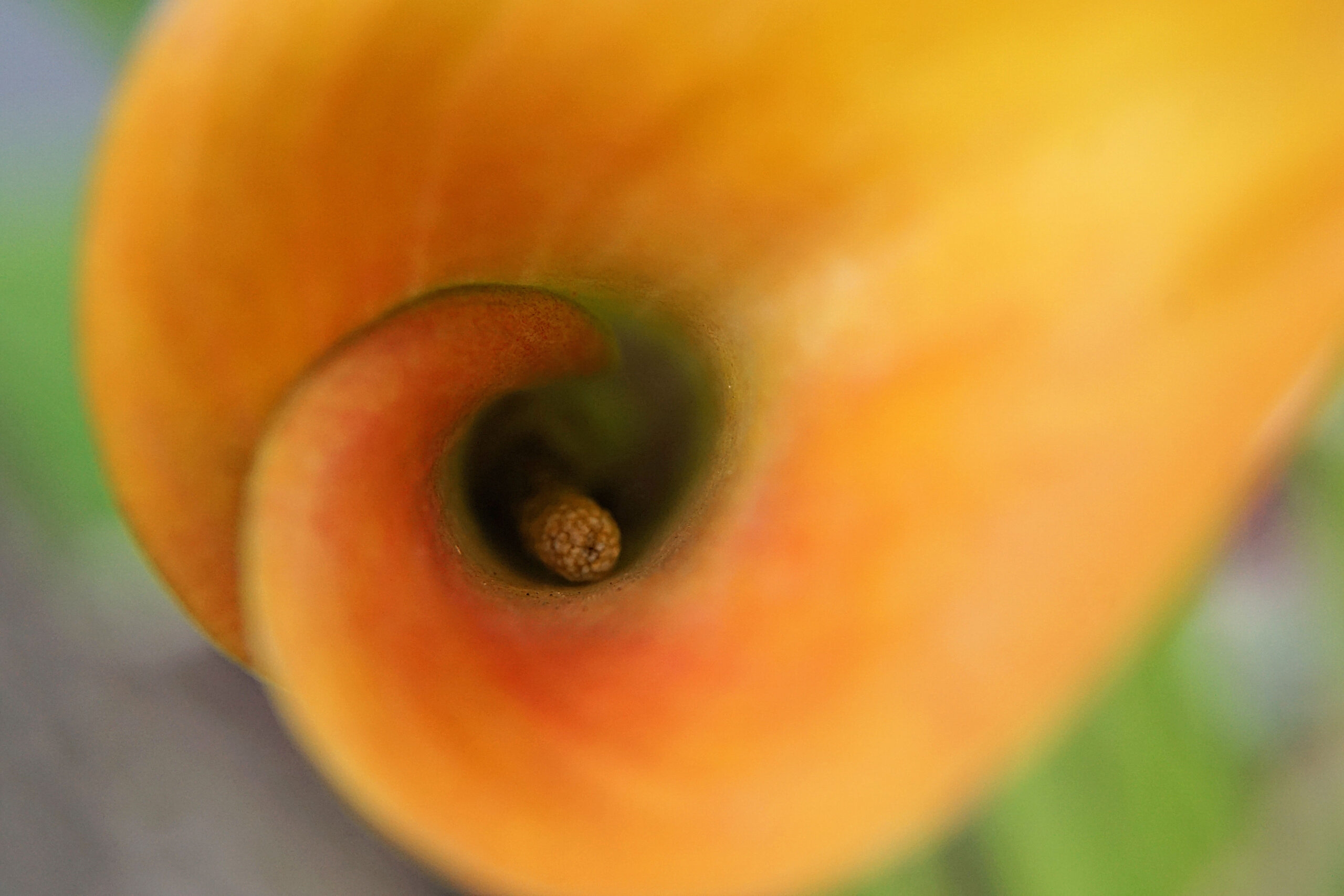 Calla Lily in the breeze