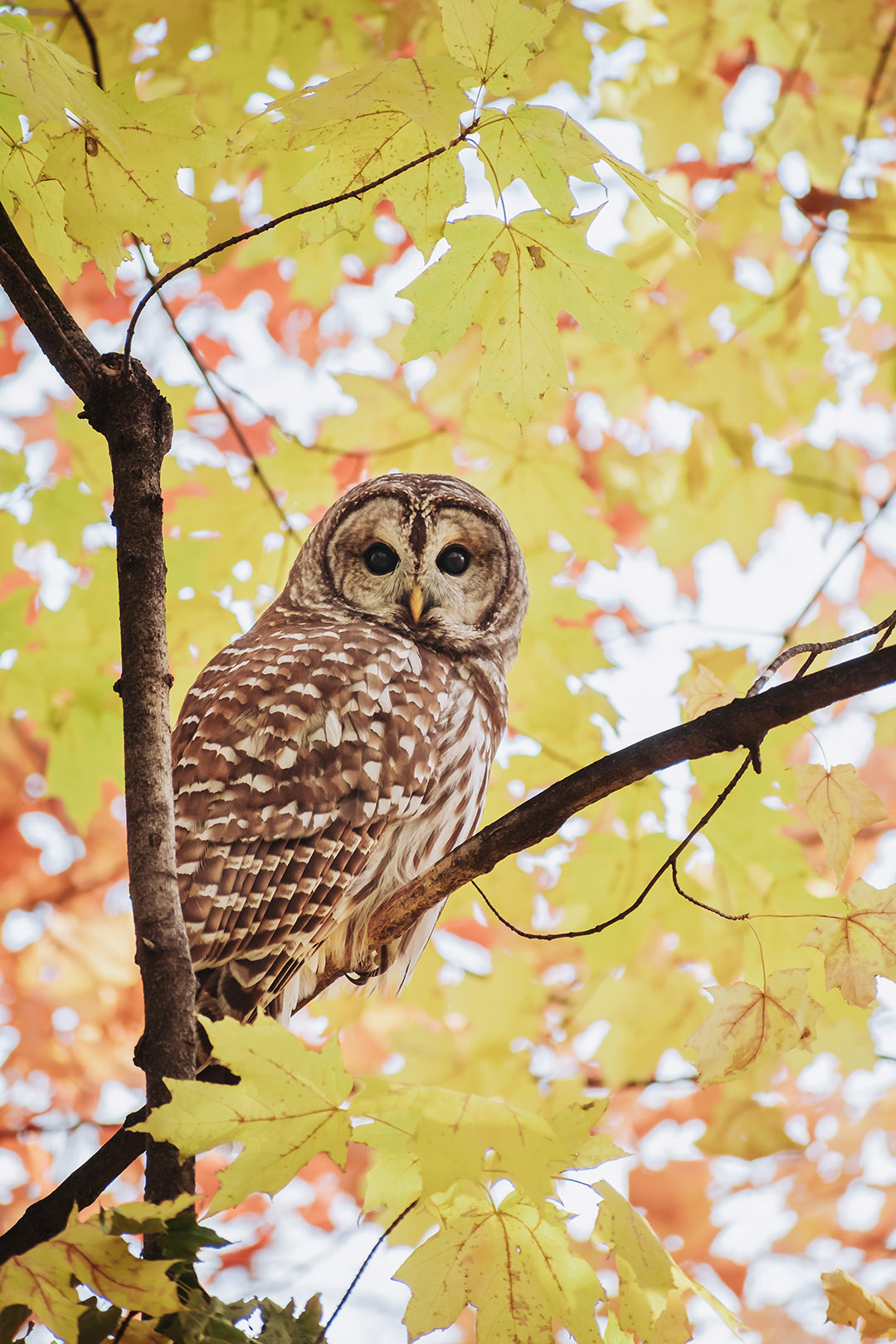 Eyes over Elm