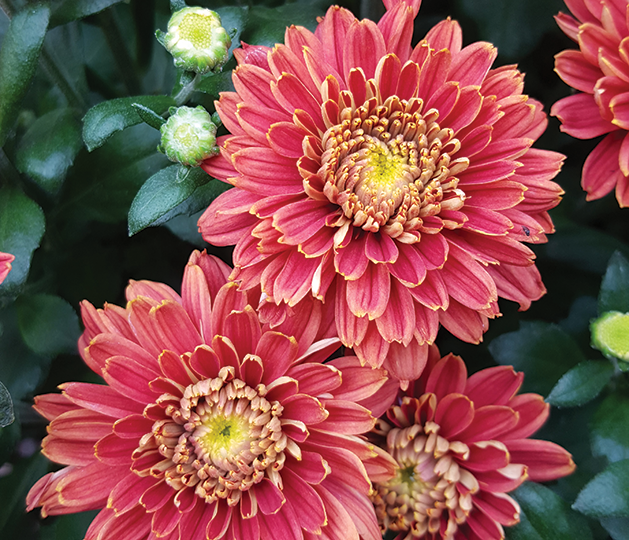 Red mum flowers