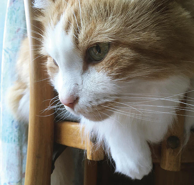 Focus on Maple Grove: A Mind of Its Own