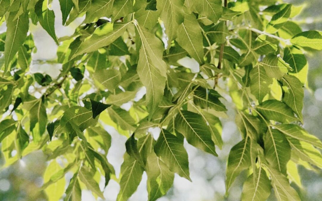 Expert Insight on What to Do Now That Ash Trees Are Dubious