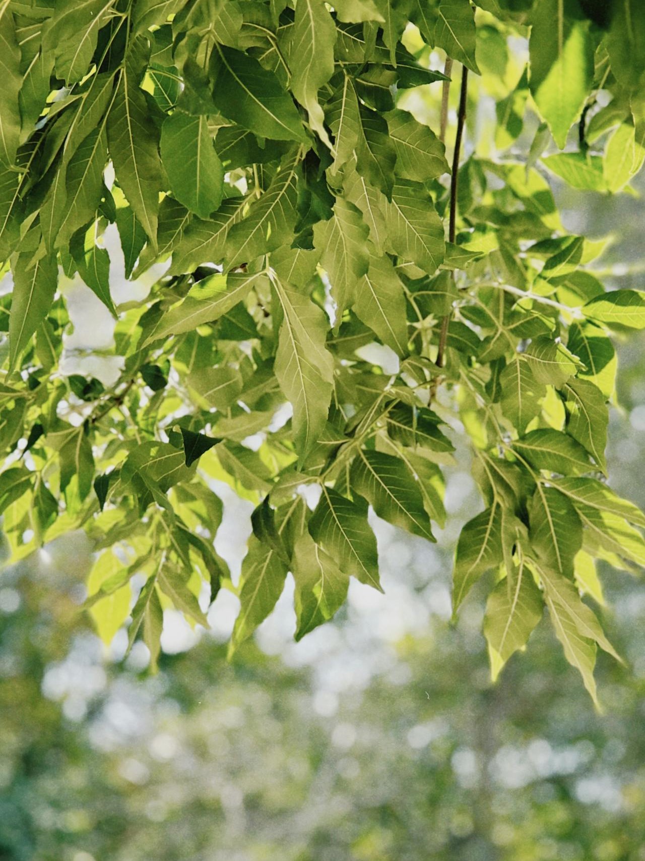 Canopy of an ash tree