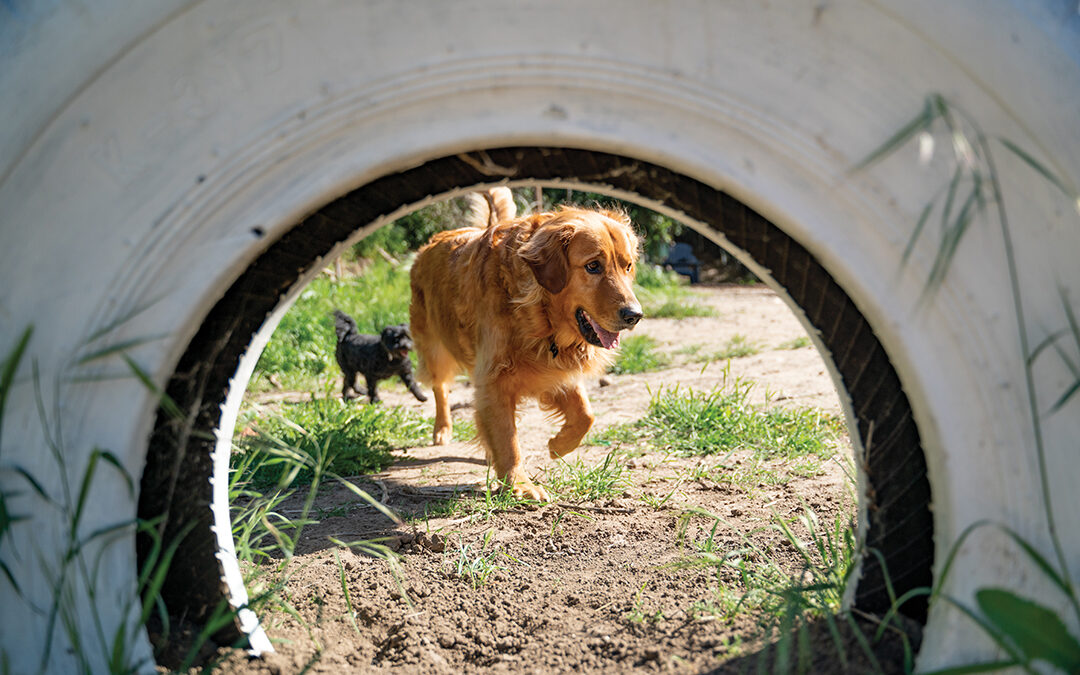Sniffspot Offers Local Dog Owners Extended Outing Options