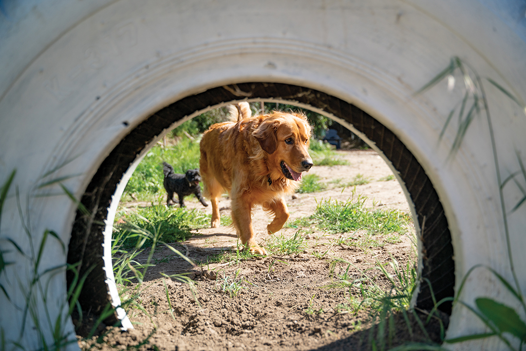 Dogs playing in a backyard