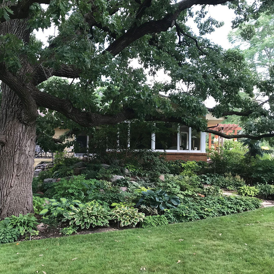 Heidi Heiland home garden with a view of a tree