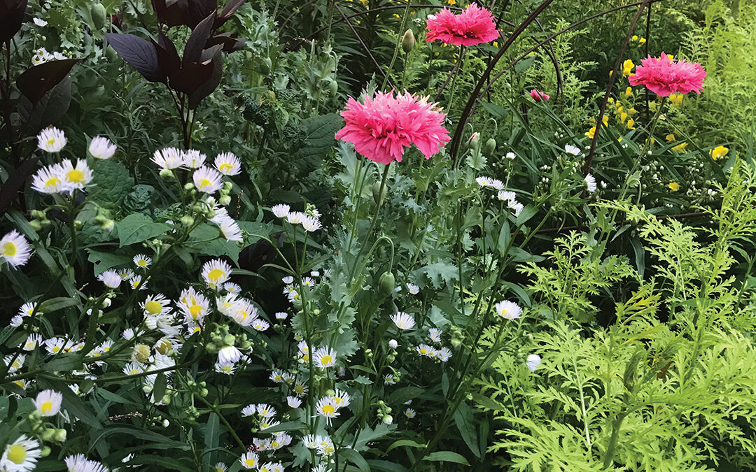 Heidi Heiland Takes Us on a Tour of Her Home Gardens