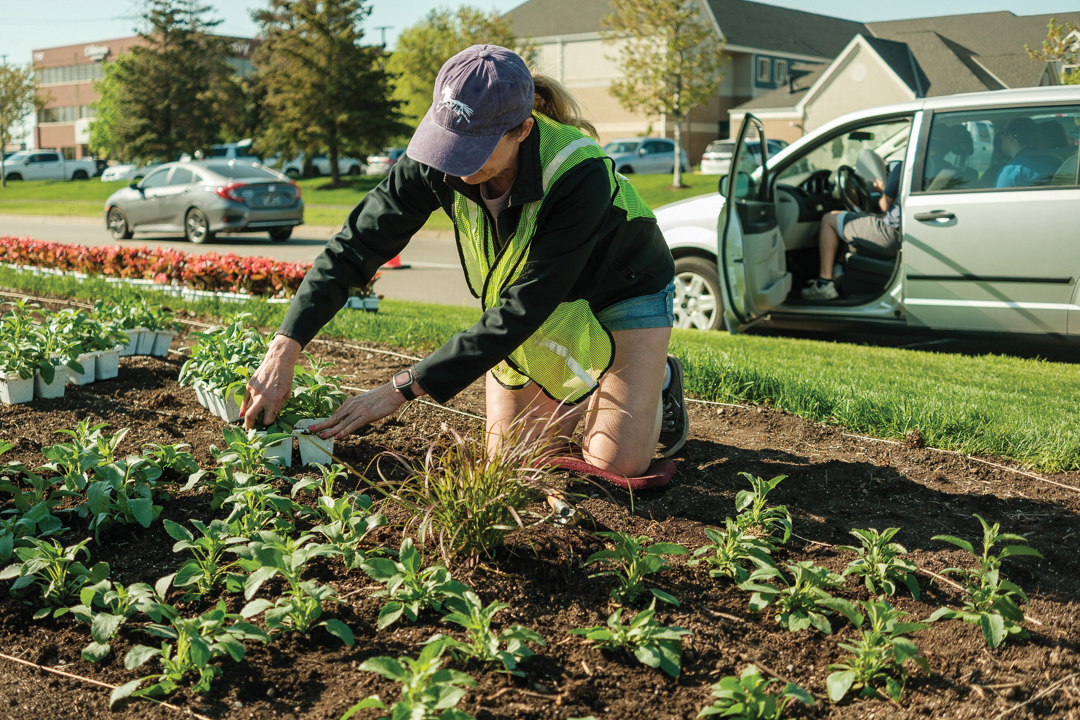 Boulevard Planting volunteer planting