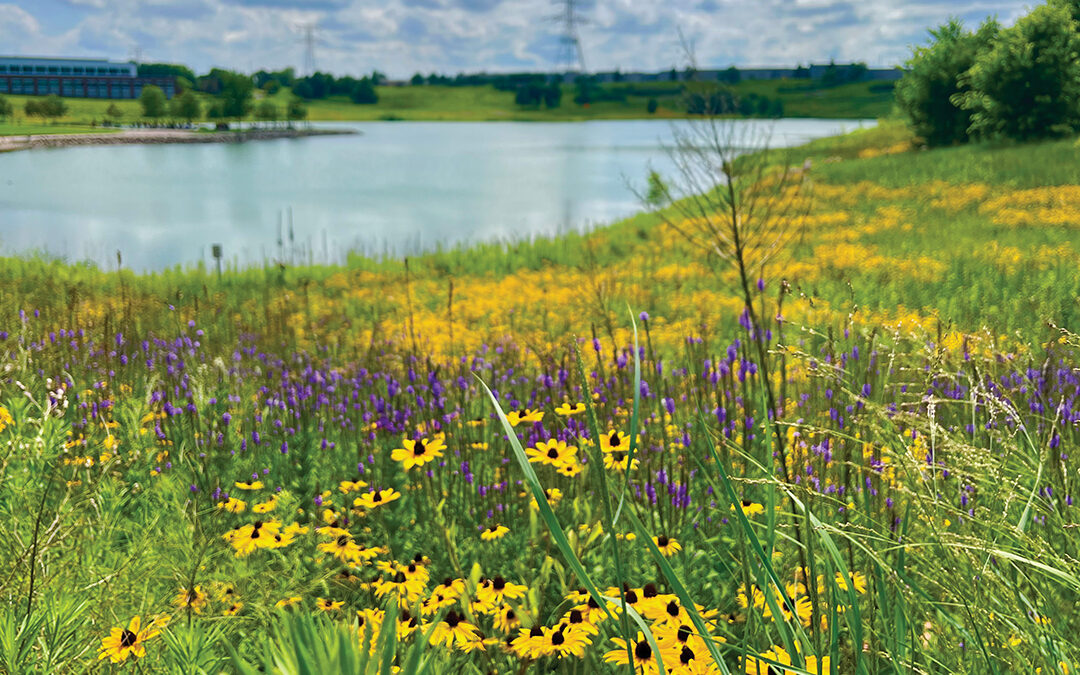 Wild Flowers at Town Green
