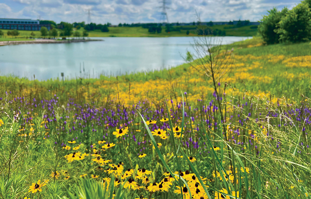 Wild Flowers at Town Green - Maple Grove Magazine