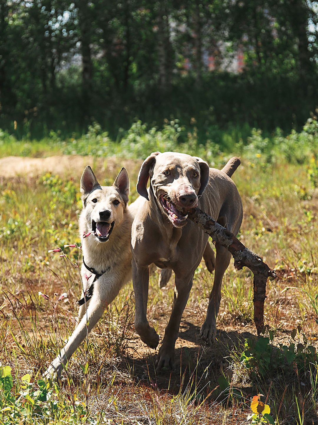 Kate Wodtke of the Maple Grove Historical Preservation Society invited me to have a ball at Fish Lake Dog Off-leash Area.