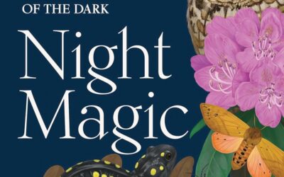 “Night Magic”