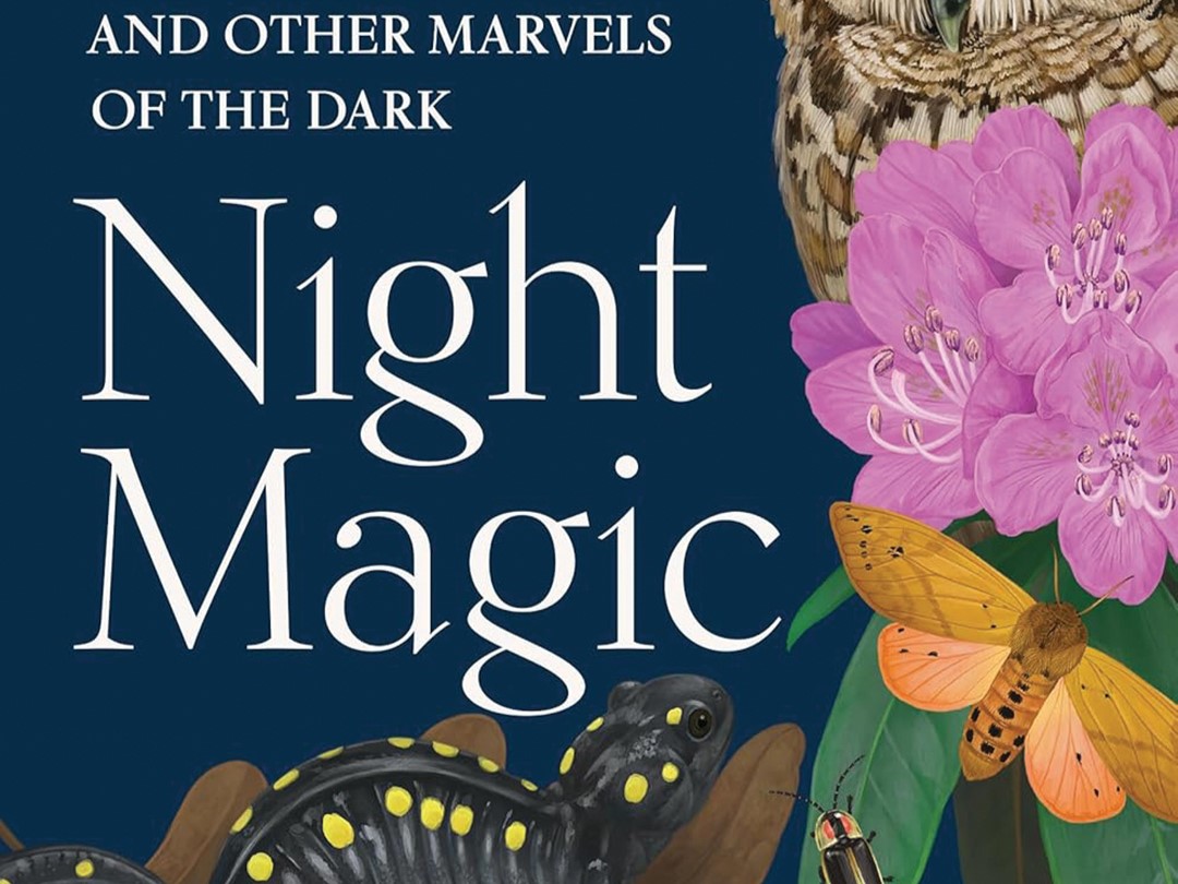 night magic cover