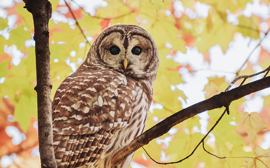 Eyes Over Elm