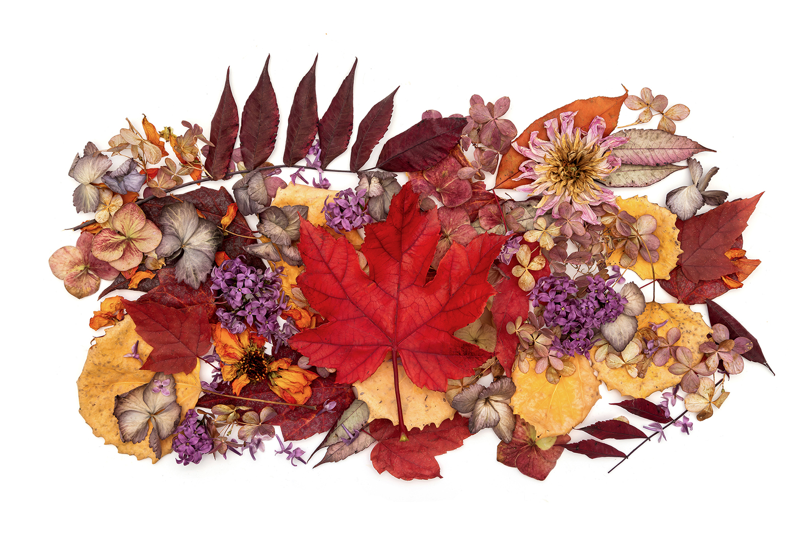 Maple