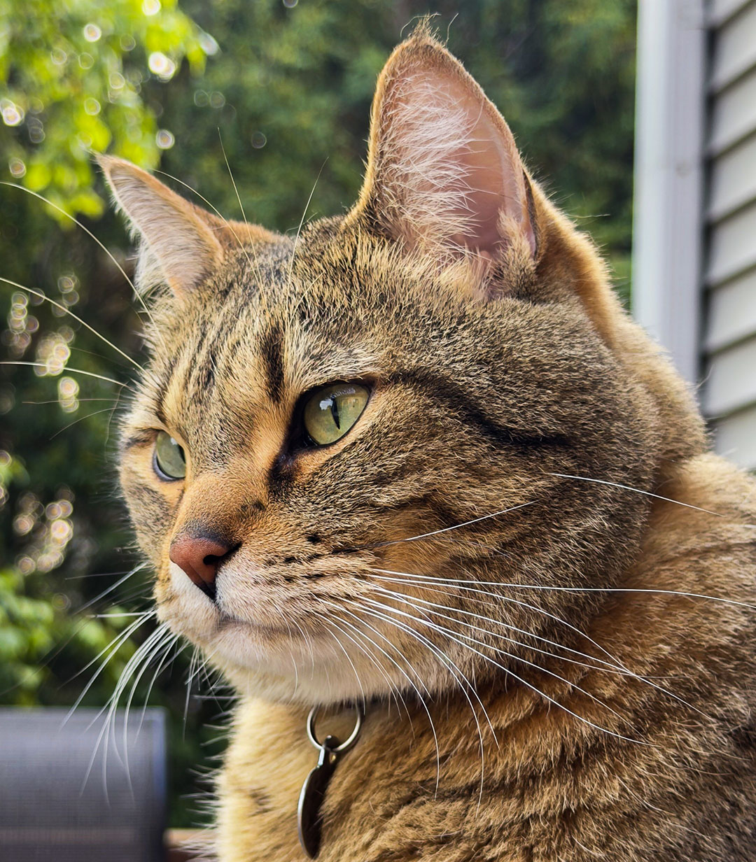 Dexter - Whiskers Like A Walrus