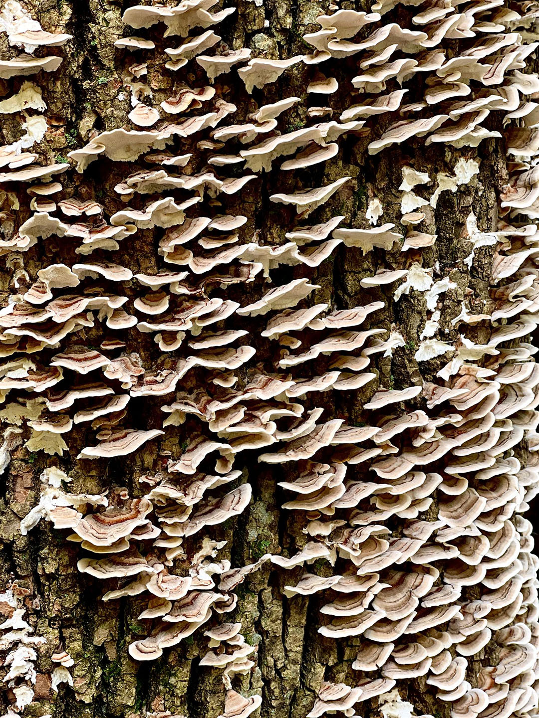 Shrooms on a tree!