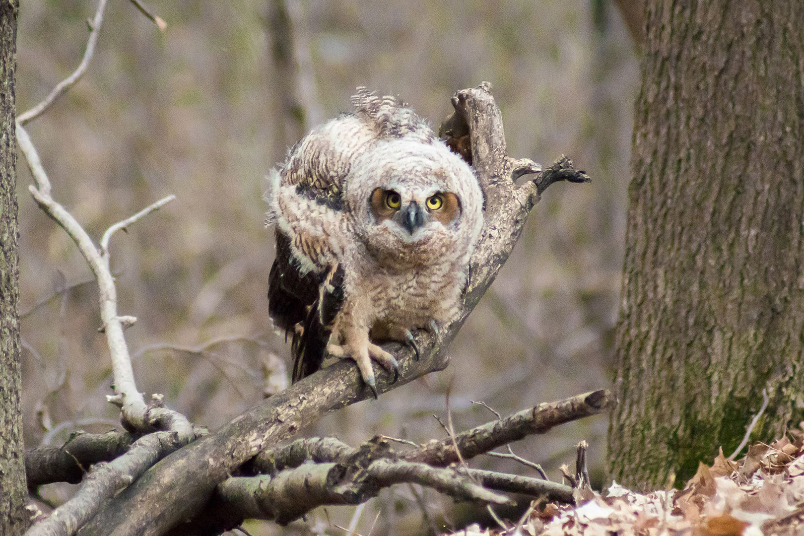 Surprised Great Horned Baby Owl!