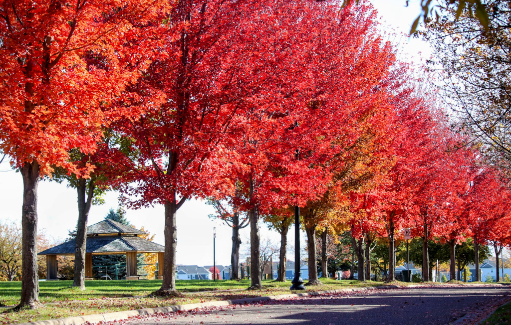 Avenue of Red